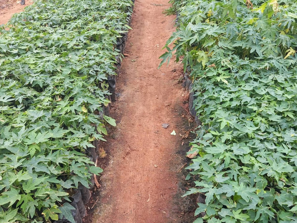 Stawi Farm Seeds & Seedlings